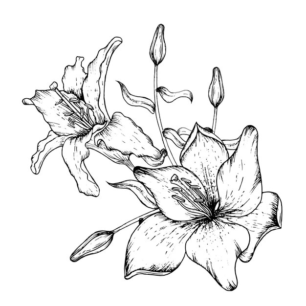 Graphic vector illustration of buds and petals of a lily Black and white hand drawing