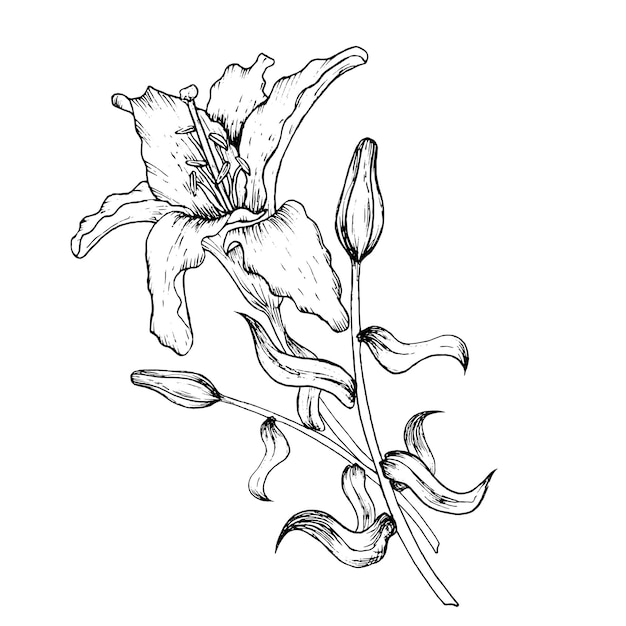 Illustrazione vettoriale grafica di boccioli e petali di un giglio disegno a mano in bianco e nero