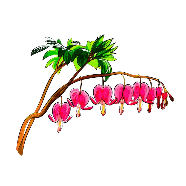 Graphic vector realistic Bleeding heart rare  tropical flower