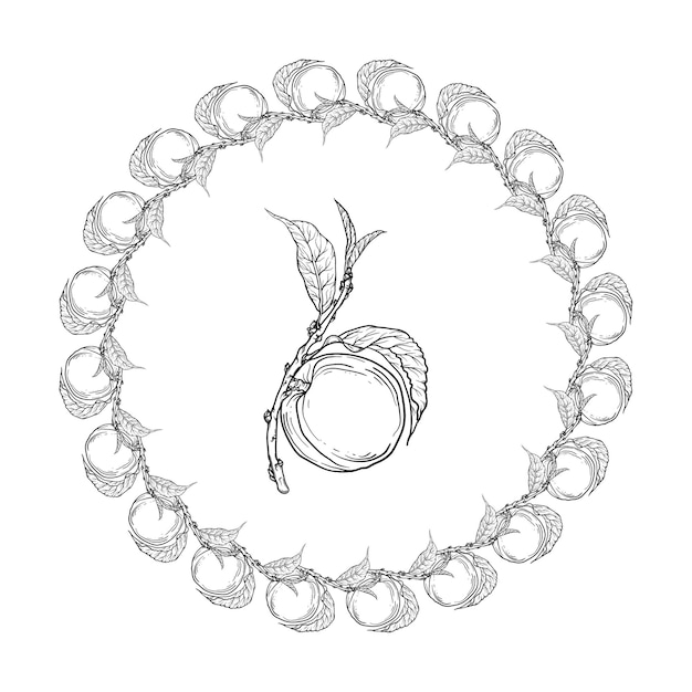 graphic wreath with peach fruit illustration