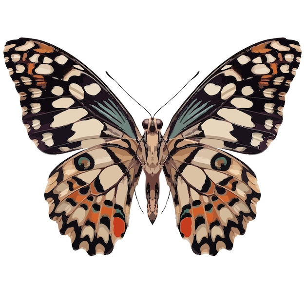 Vector graphical hand-drawn butterfly. vector.