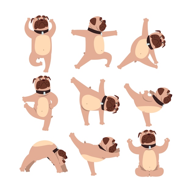 Grappige bulldog in verschillende poses van yoga.