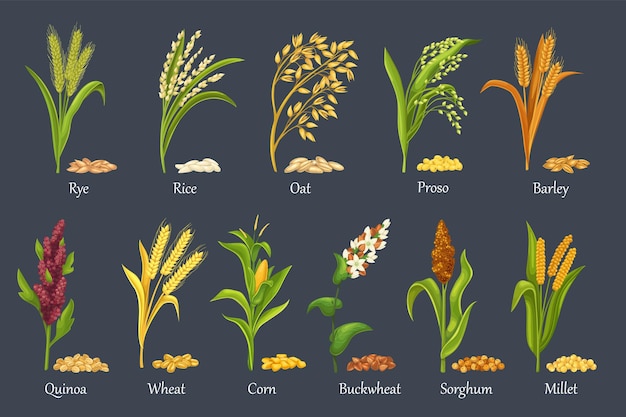 Gras graangewassen, landbouwgewassen vectorillustratie. Graanplanten van rijst, tarwe, maïs, rogge, gerst, gierst, boekweit, sorghum, haver, quinoa en proso. Set hoop korrels zaden, oogst van landbouwgewassen