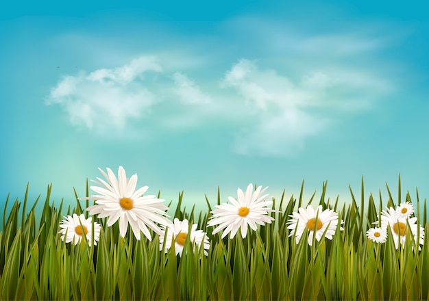 Gras met madeliefjes onder blauwe hemel