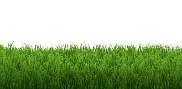 Grasgrens Geïsoleerde Witte Achtergrond Met Verloopnet