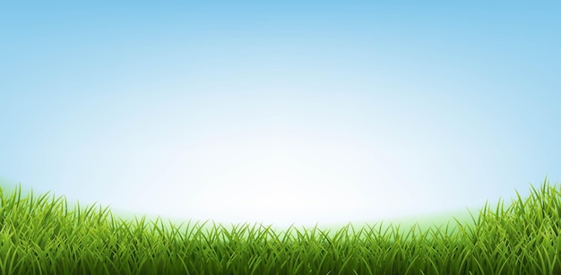grass border with blue sky