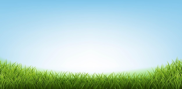 Vector grass border with blue sky