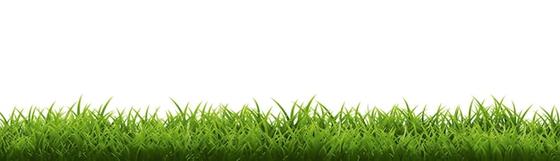 Grass border with isolated background