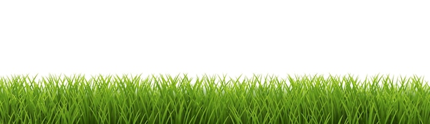 Grass Border And With White Background