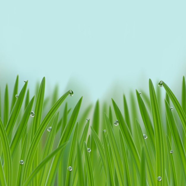 Vector grass in droplets of water seamless border