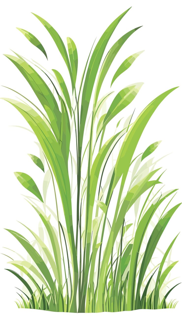 Vector grass plant nature drawing cartoon artwork vector