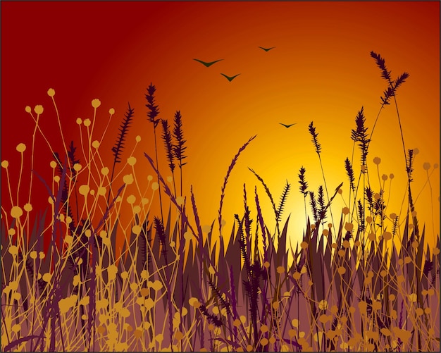 Vector grass vector silhouette and sunset