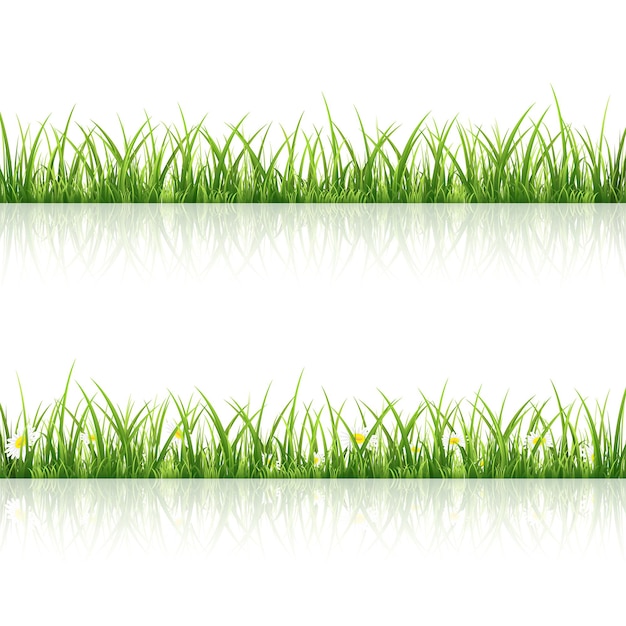 Vector grass with flowers isolated on white background, illustration.