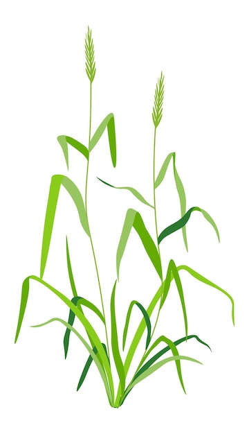 Vector grass with leaves weed with lush foliage vector