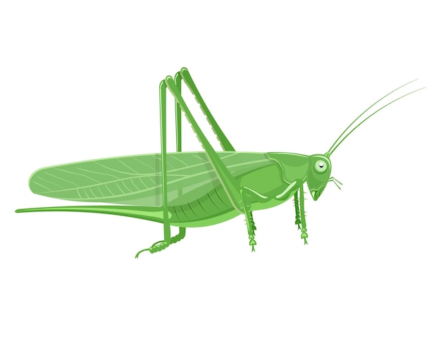 grasshopper cartoon vector illustration isolated on a white background