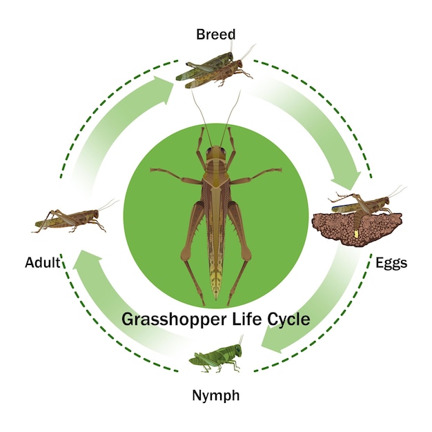 Grasshopper life cycle vector for educationagriculturalsciencegraphic designartwork