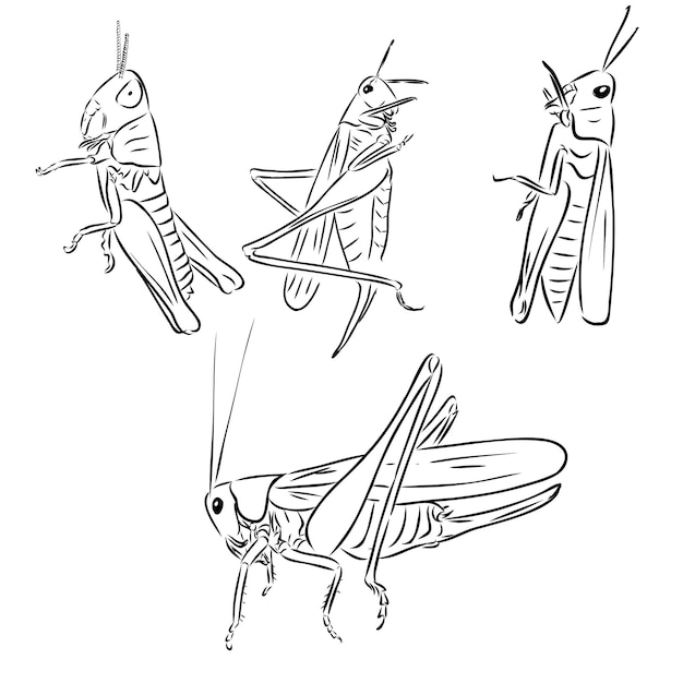메뚜기 메뚜기 곤충 조각 벡터 일러스트 레이 션 스크래치 보드 스타일 모조 흑백