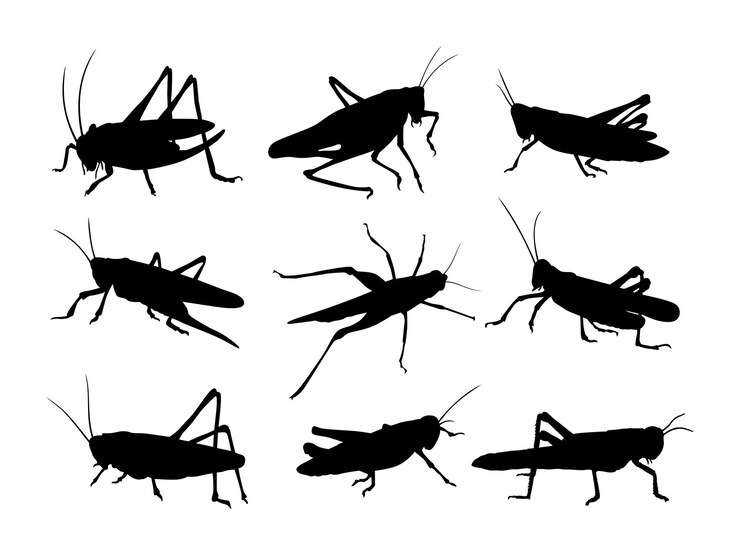 Vector grasshoppers silhouette vector set