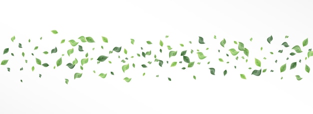 Vector grassy leaf swirl vector panoramic white background concept. herbal foliage illustration. forest leaves tea poster. greenery blur banner.