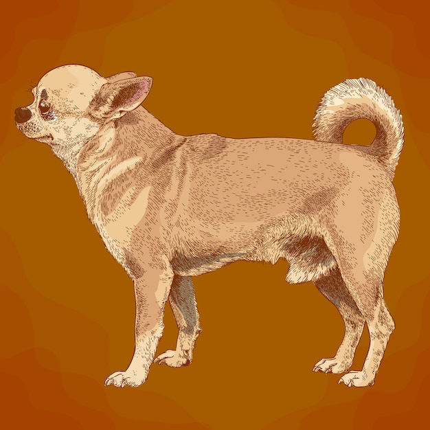 Gravure illustratie van chihuahua hond