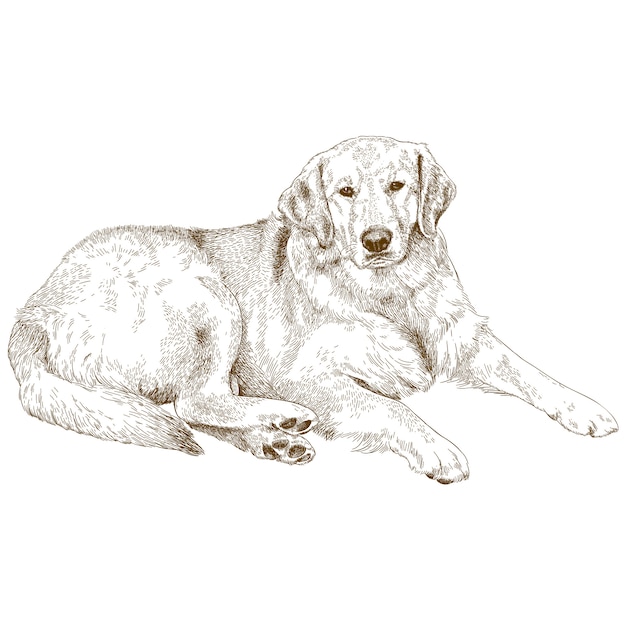 Vector gravure illustratie van labrador
