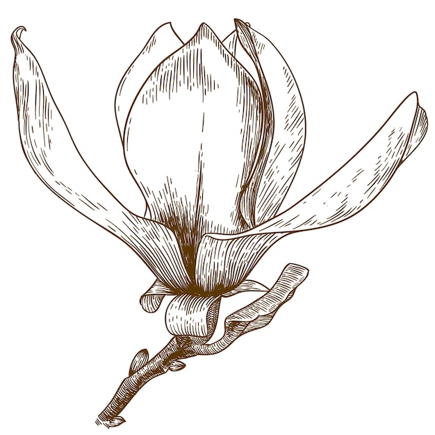 Gravure illustratie van magnolia bloem