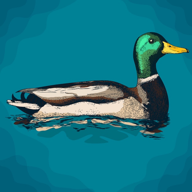 Gravure illustratie van mullard duck