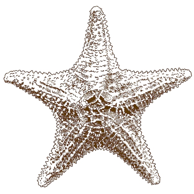 Gravure tekening illustratie van hippasteria sea star