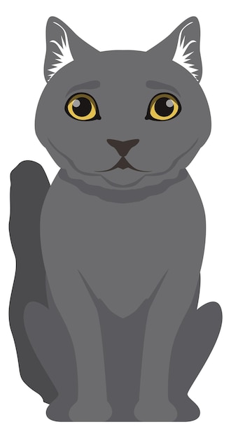 ブリティッシュショートヘアの品種ペットに座っている灰色の猫
