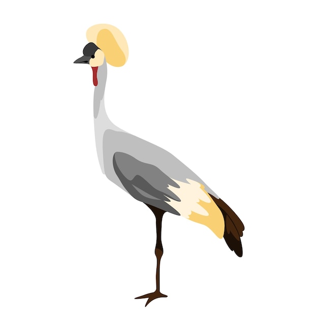 Gray crowned crane vector illustration isolated