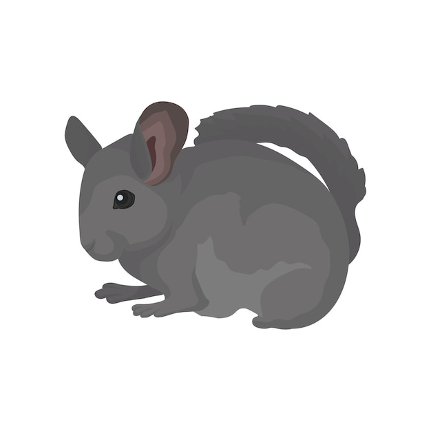 Gray domestic chinchilla Rodent with soft fur small ears and long bushy tail Small mammal animal Flat vector for poster or banner