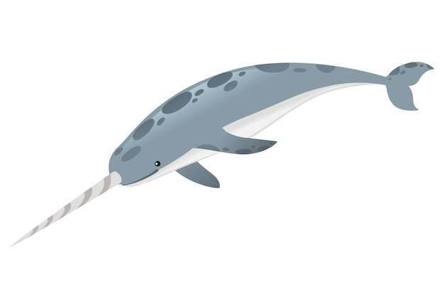 Vector gray narwhal(monodon monoceros) toothed whale with tusk cartoon sea character design flat vector illustration isolated on white background.