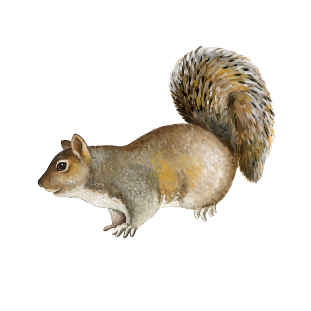 Gray squirrel