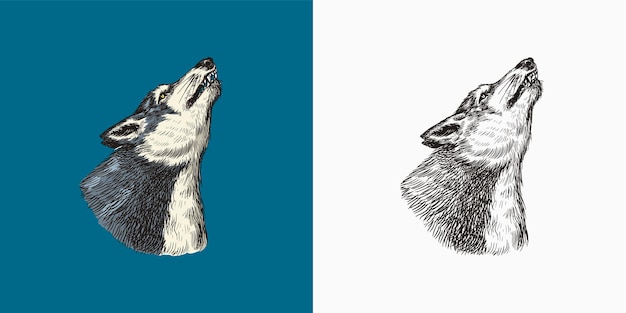 회색 늑대 짖는 육식 동물 야생 숲 동물 벡터 새겨진 손으로 그린 빈티지 오래 된 스케치