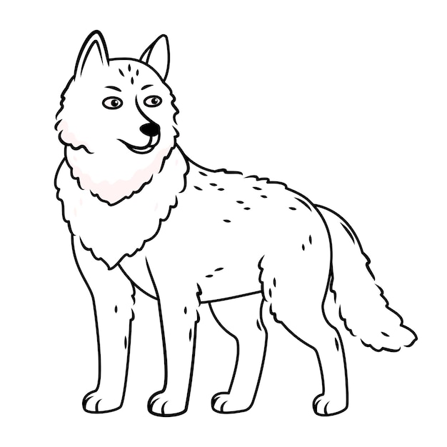 A gray wolf stands on a white background outline image Vector illustration with cute forest animals