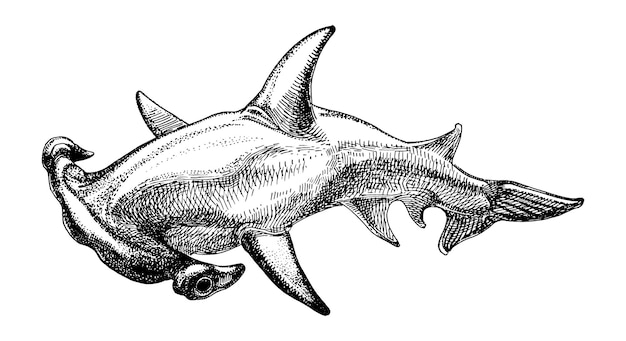 Vector great hammerhead shark hand drawn sketch vector illustration