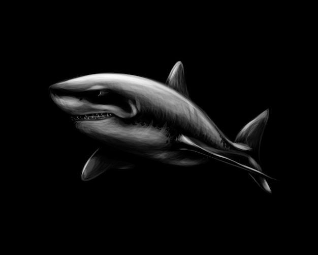Il grande squalo bianco su sfondo nero. illustrazione vettoriale