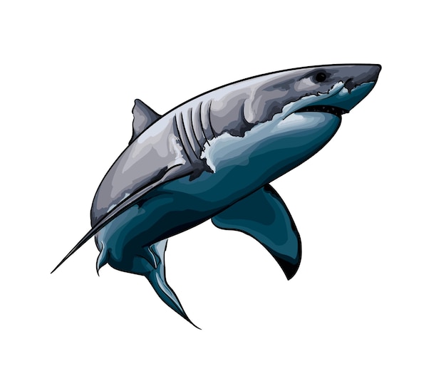 Вектор Большая белая акула из всплеска акварельного цветного рисунка векторная иллюстрация красок