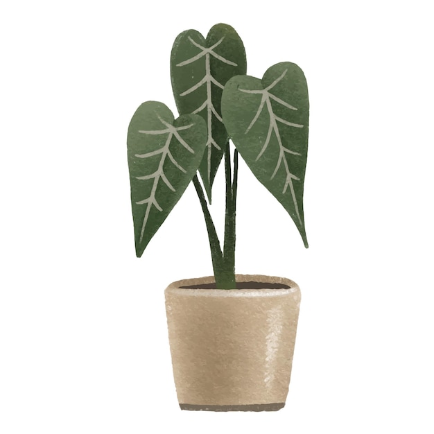 Vettore alocasia verde pianta d'appartamento in vaso fiore d'appartamento illustrazione isolata con pianta d'appartamento casa accogliente