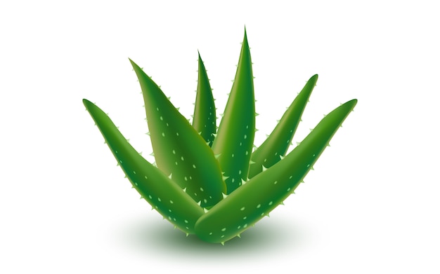 Vector green aloe vera plant element, isolated