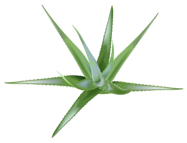 Green aloe vera plant