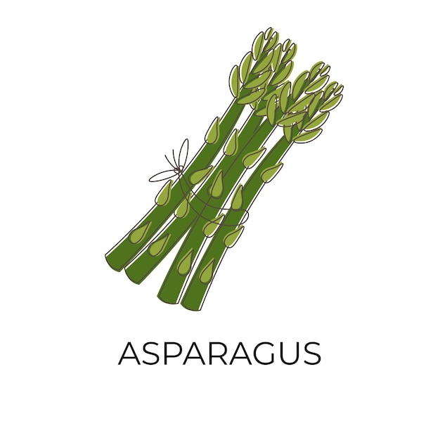 Green Asparagus Cartoon Vector Illustration Logo