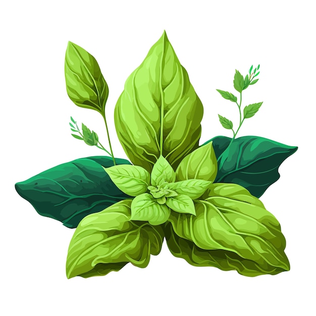 Vector green basil leaf isolated on background vector illustration