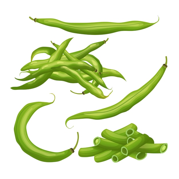 Vector green bean set cartoon vector illustration