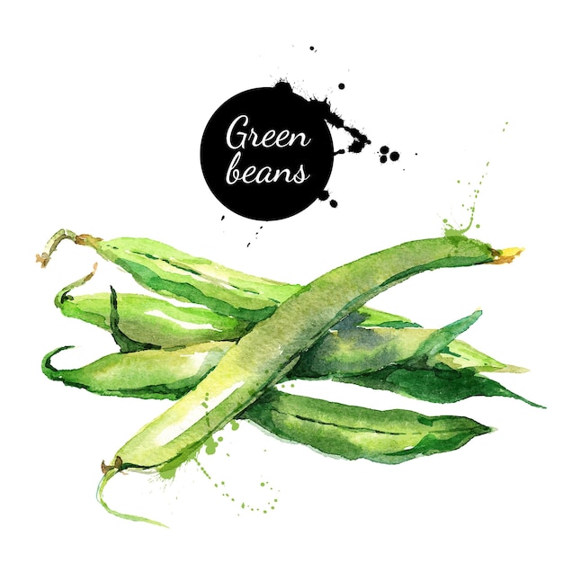 Green beans hand drawn watercolor painting on white background vector illustration