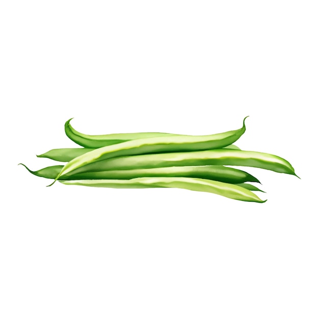 Green Beans Isolated Hand Drawn Painting Illustration