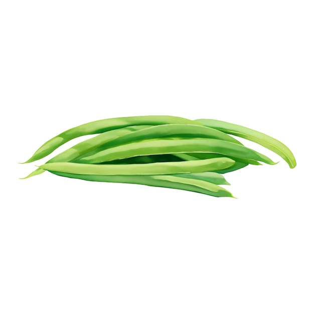 Vector green beans isolated hand drawn painting illustration