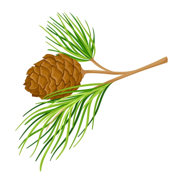 Vector green branch of cedar with needlelike leaves and barrelshaped brown seed cones vector illustration