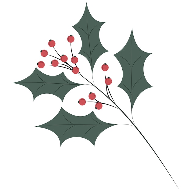 Vector green branch of holly. christmas clipart. plant xmas symbol