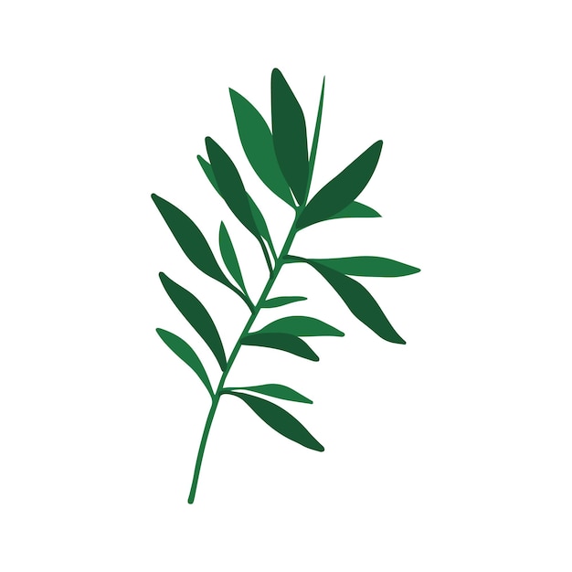 Зеленая ветка на белом фоне Ботанические ботанические листья